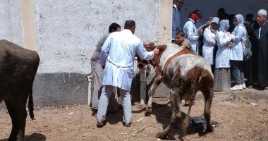 تحصين 183 ألف رأس ماشية ضد الحمى القلاعية والوادي المتصدع بكفر الشيخ.. صور