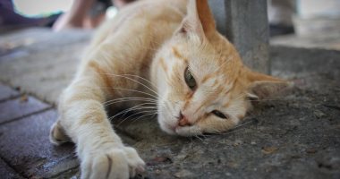 عملية قيصرية لـ"قطة شارع" لإنقاذها من الموت فى الشرقية (فيديو)