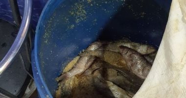 ضبط 4 أطنان أسماك مملحة ولحوم غير صالحة بكفر الشيخ
