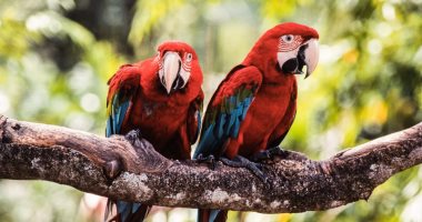 تضم 3500 طائر.. إغلاق أكبر حديقة للطيور فى آسيا بعد 52 عاما على افتتاحها