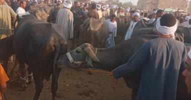 حملة فى سوق إسنا للمواشى لتحصين الأبقار والجاموس وحمايتها من الحمى (صور)