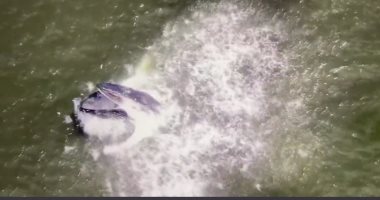 لقطة مذهلة لحوت ضخم يستمتع بتناول طعامه قرب أحد شواطئ نيويورك.. فيديو
