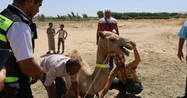 وضع أطواق فسفورية بأعناق الجمال للحد من وقوع الحوادث على الطرق ليلًا بجنوب سيناء