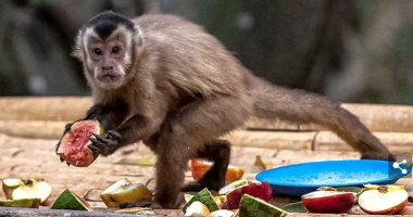 كوريا الجنوبية تعلن 3 إصابات جديدة بجدري القردة