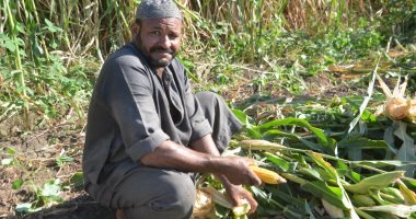 أصحاب مزارع الأقصر يبدأون فى موسم حصاد "الذرة الشامية" البلدى.. صور