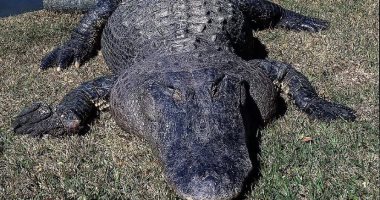 فقط فى فلوريدا.. تمساح ضخم مربوط بسيارة دفع رباعى من الخلف على الطريق السريع