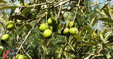 زراعة 20 ألف شجرة مثمرة من الزيتون والليمون ضمن "حياة كريمة"