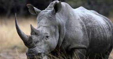 مقطع يوثق هجوم وحيد القرن على سائحين في حديقة "جالدابارا" الهندية