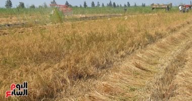 ‫الزراعة تنظم يوما لحصاد أصناف الأرز السوبر مبكرة النضج والمقاومة لتغيرات المناخ
