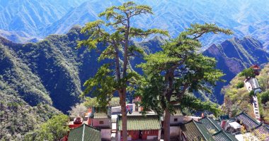 مركز بحثى: الصين بها 5 أشجار تتجاوز أعمارها 5 آلاف عام