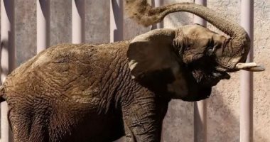 نقل آخر فيل أفريقى فى المكسيك إلى محمية برازيلية لإنقاذ نوعه من الانقراض