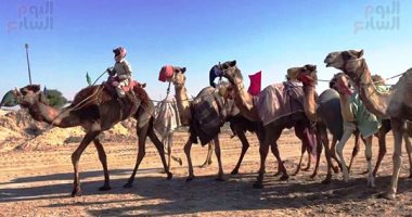 مهرجان سباق الهجن بشمال سيناء ينعش حركة السياحة الداخلية بالعريش