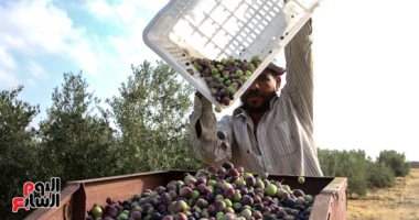 أستاذ اقتصاد: مصر الأولى فى إنتاج الزيتون عالميا وتصدر 100 ألف طن سنويا
