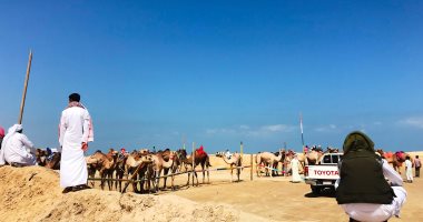 Les courses de chameaux sont le front du divertissement pour les habitants du Sinaï.. Photos
