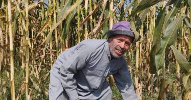 حصاد 21 ألف فدان من المساحات المزروعة بمحصول الذرة فى الشرقية