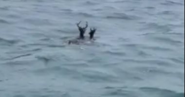 مشهد غريب.. صيادون يوثقون رحلة غزالتين وسط المحيط الأطلسى.. فيديو