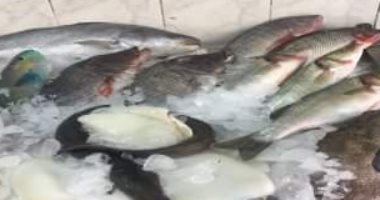 ضبط طن أسماك مجمدة مجهولة المصدر بأحد المصانع جنوب بورسعيد