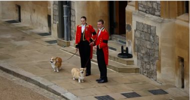 الجارديان: كلاب الملكة إليزابيث تنتظر وصول جثمانها فى قلعة وندسور.. صور