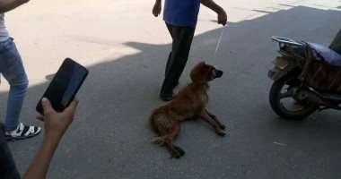 كلب مسعور يعقر 3 مواطنين في الشرقية