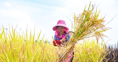 اللؤلؤ الأصفر .. موسم حصاد وتجفيف الأرز فى الصين