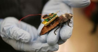 صراصير سايبورج.. اليابان تستعين بالحشرات للبحث عن ناجين خلال الكوارث