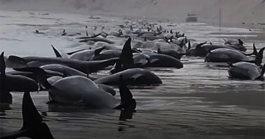 عددها 230.. جنوح جماعى لـ"الحيتان الطيارة" على شواطئ أستراليا (فيديو)
