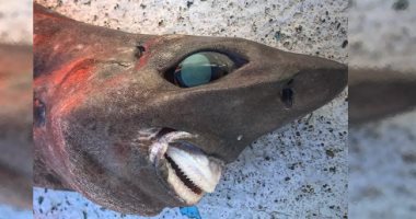 اسمها العفريت.. صياد أسترالى يعثر على سمكة مخيفة بابتسامة شبيهة بالبشر "صور"