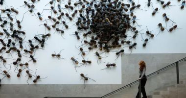 متحف ريجكس الهولندى يعتمد على الحشرات والعناكب لإنتاج "لوحات طبيعية"