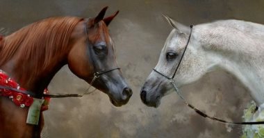 "الحصان القزوين" من أقدم أنواع الخيول وأكثرهم أصالة حول العالم