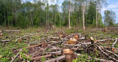 تغير المناخ.. دعوة للناشرين لتقليل وتعويض الأشجار المستخدمة فى صناعتهم 