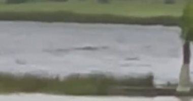 بعد القرش.. تمساح يسبح فى مياه الفيضان بفلوريدا.. فيديو