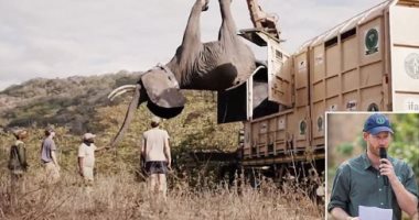 انتقادات لمؤسسة الأمير هارى للحياة البرية بعد قتل أفيال 3 رجال.. "صور"