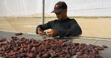 الزراعة: بلح المجدول أكثر الأصناف المصرية إقبالا للتصدير إلى دول العالم