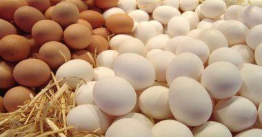 تعرف على أسعار البيض اليوم فى المزرعة وللمستهلك 