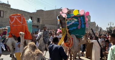 الهودج والخيول والجمال في مشاهد ساحرة باحتفالات المولد النبوي الشريف بمحافظات مصر
