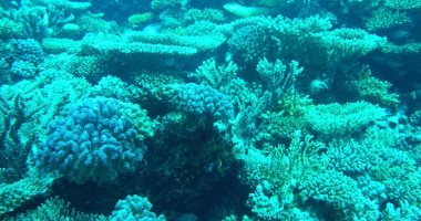 قبل قمة المناخ.. هنا شعاب كارلوس ريف المرجانية بالبحر الأحمر.. تضم برجين مرجانيين طولهما 16 مترا.. وكهوف من الشعاب تصل لـ40 مترا.. سهلة الغوص للمبتدئين ونسبة الغطاء المرجانى الحى يصل لـ80%.. صور