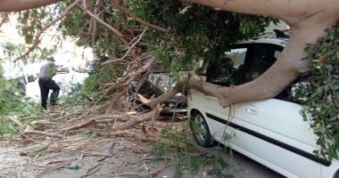 رفع شجرة ضخمة سقطت نتيجة العوامل الجوية وسط الإسكندرية.. صور