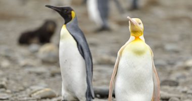 البطريق الأصفر النادر طفرة جينية تزين جزيرة جنوب المحيط الأطلسي