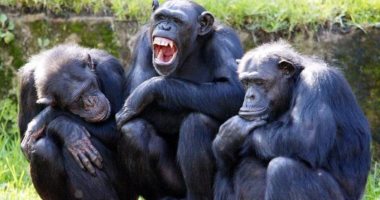 مجهولون يخطفون 3 من صغار الشمبانزى فى الكونغو ويطلبون فدية ضخمة