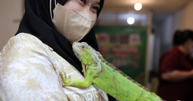 زواحف برية صديقة للبيئة.. معرض الحيوانات البرية فى إندونيسيا
