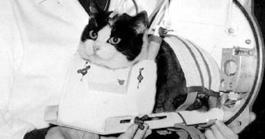 قصة أول قطة فى الفضاء.. ماذا حدث لها؟