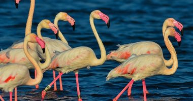 موثق ظهور طيور الفلامنجو على سواحل بورفؤاد: هجرة الفلامنجو هذا العام أكثر من الأعوام السابقة