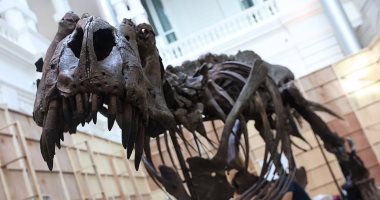 هيكل ديناصور عمره 68 مليون سنة للبيع وعلماء الأحافير ينتقدون تجارة العظام.. صور