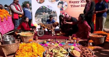 الصديق الوفى.. حكاية مهرجان لتكريم الكلاب فى نيبال.. فيديو