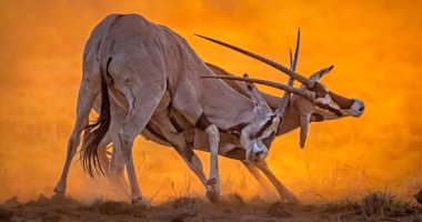 لقطات طبيعية مذهلة.. الصور الفائزة بجائزة الحياة البرية الأفريقية 