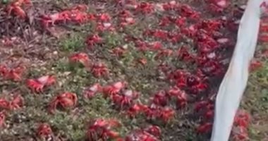 "الغزو الأحمر".. جزيرة الكريسماس بأستراليا فى قبضة السرطانات الحمراء.. فيديو