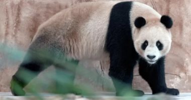 بمناسبة كأس العالم.. الصين تقدم حيوانات الباندا هدية لقطر
