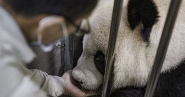 خبراء صينيون يعالجون دب "باندا" مصابًا بورم خبيث في المخ بحديقة حيوان تايوانية