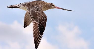 الطيور المهاجرة تحقق أرقاما قياسية.. طائر Godwit أسرع طائر فى العالم حسب موسوعة جينيس