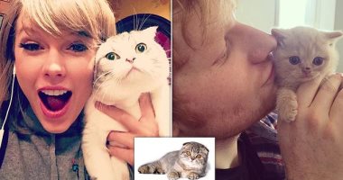جمعية رعاية الحيوان توجه تحذيرا لتايلور سويفت بشأن قطتها المفضلة..اعرف السبب